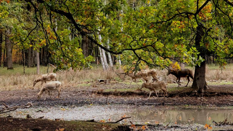 espace rambouillet parc animalier cerfs, rapaces, animaux et jeux
